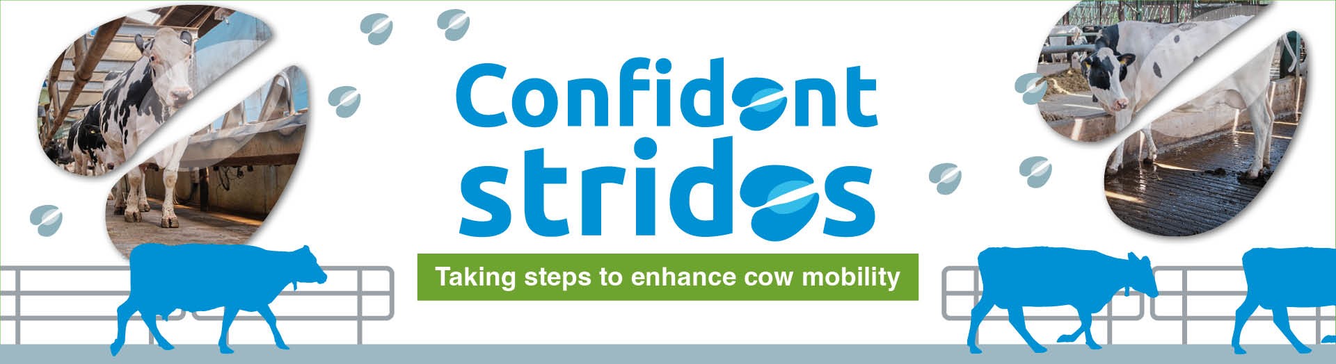 A logo of Confident Strides with cows walking in front of it